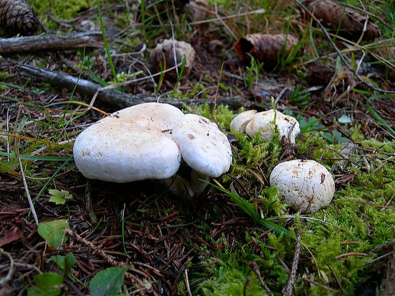 Leucopaxillus alboalutaceus (F.H. Mller & Jul. Schff.) Ml